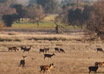 El PP lleva a Bruselas su propuesta para que haya una «caza controlada» en Cabañeros