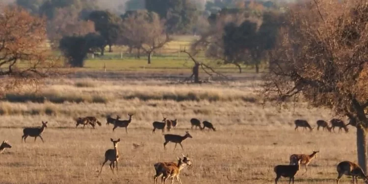 El PP lleva a Bruselas su propuesta para que haya una «caza controlada» en Cabañeros