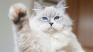 La investigaci&oacute;n cient&iacute;fica que demostr&oacute; que los gatos dom&eacute;sticos pueden comer m&aacute;s de 2000 especies de animales