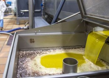 La intensa lluvia afianza la tendencia a la baja del precio del aceite de oliva