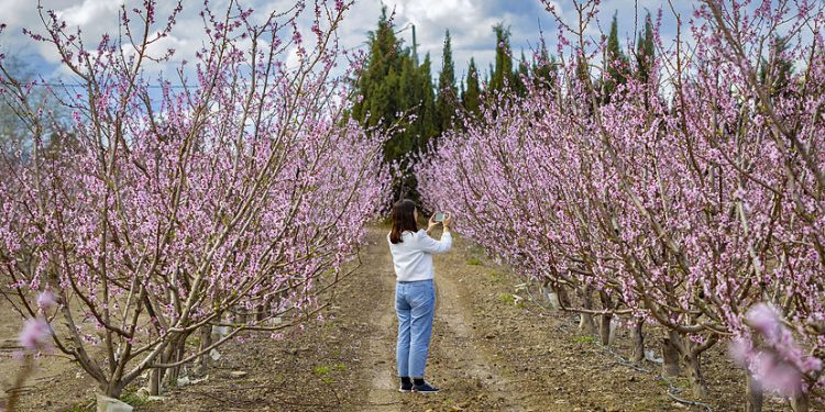 Un pico abrupto de polen de olivo certifica una intensa primavera para los alérgicos de Andalucía