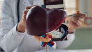 Cuida tu hígado: la planta llena de propiedades medicinales que ayuda a prevenir el hígado graso