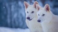 Científicos revivieron al "lobo huargo", un temible animal extinto hace más de 12 mil años