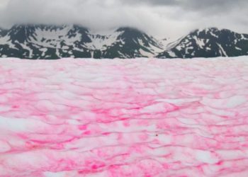 Nieve rosa: el llamativo fenómeno que ocurre en la Antártida y desconcertó a la ciencia