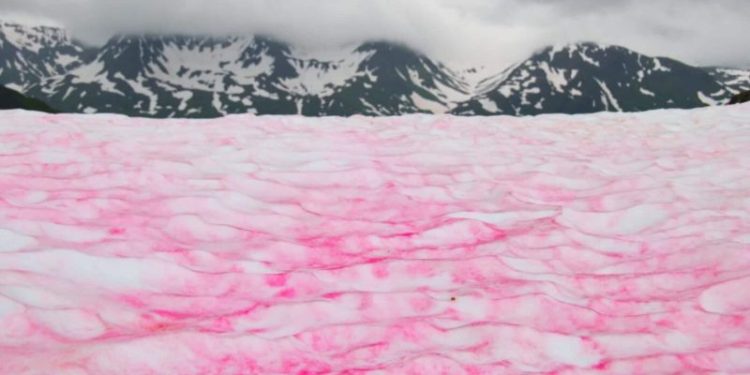 Nieve rosa: el llamativo fenómeno que ocurre en la Antártida y desconcertó a la ciencia