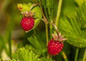 Oro rojo: la fruta que tiene más vitamina C que la naranja y reduce el colesterol