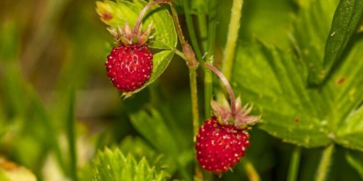 Oro rojo: la fruta que tiene más vitamina C que la naranja y reduce el colesterol