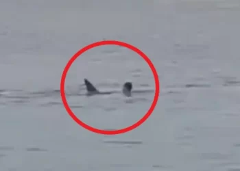 Ataque de tiburón en playa de Israel; hay un desaparecido-Video-