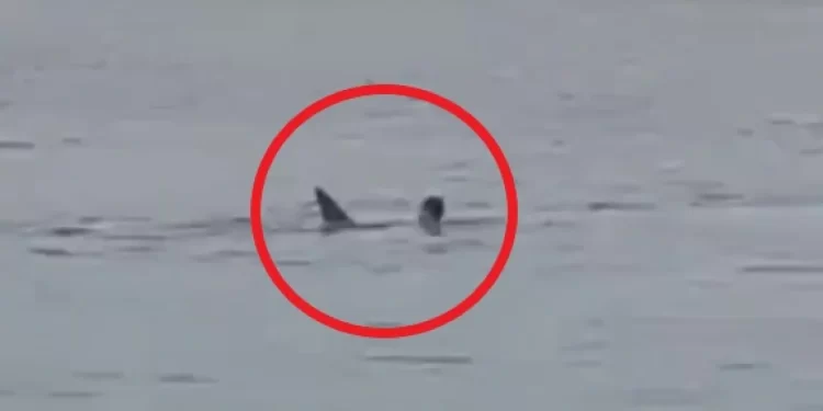 Ataque de tiburón en playa de Israel; hay un desaparecido-Video-