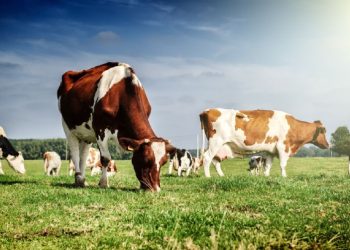 Positivo: El Gobierno habilita la importación de un producto clave para el campo: cuánto pueden bajar los precios