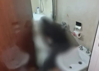 Imágenes sensibles: así hallaron la escena de la masacre de Villa Crespo