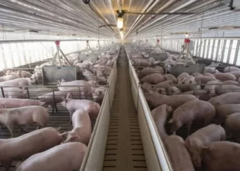 Protestas contra las macrogranjas aprovechando el Día de la Región: «Queremos oler a vino, no a mierda de gorrino»