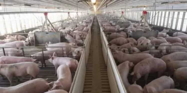 Protestas contra las macrogranjas aprovechando el Día de la Región: «Queremos oler a vino, no a mierda de gorrino»