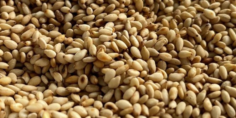 Las semillas llenas de calcio para fortalecer los huesos, evitar la osteoporosis y prevenir enfermedades