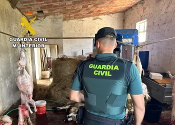 Desmantelan tres mataderos ilegales de corderos en Burgos: al aire, sin control sanitario ni licencias