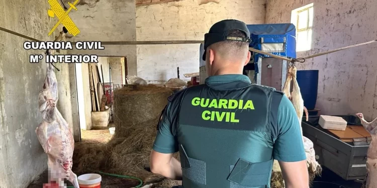 Desmantelan tres mataderos ilegales de corderos en Burgos: al aire, sin control sanitario ni licencias