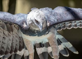 Tras veinte años sin dejar rastro, reapareció en Argentina una de las aves más poderosas de Sudamérica