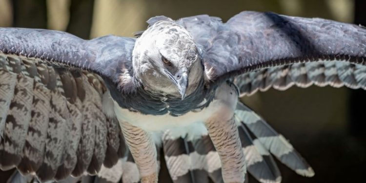 Tras veinte años sin dejar rastro, reapareció en Argentina una de las aves más poderosas de Sudamérica