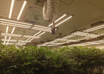 Desmantelan vivero clandestino de marihuana a metros del shopping Alto Avellaneda