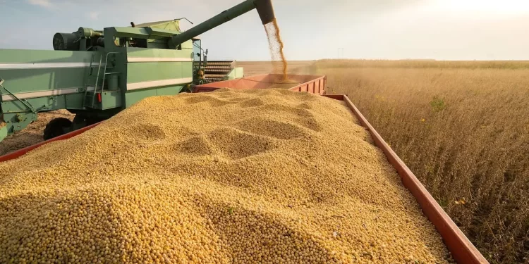 El campo argentino registró en el primer semestre su mayor liquidación de divisas en más de dos décadas