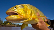 Escapada de pesca para el fin de semana largo: el destino donde se saca pejerrey y dorado fácilmente