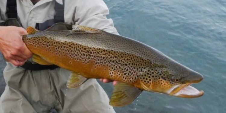 La mejor noticia para pescadores: el lugar lleno de truchas que volvió a habilitar la pesca deportiva