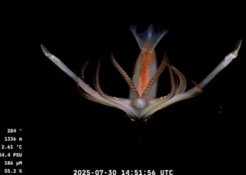 Expedición argentina en el Cañón Mar del Plata cautiva al mundo en redes a 3900 metros de profundidad- Impactantes videos-