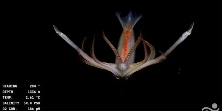 Expedición argentina en el Cañón Mar del Plata cautiva al mundo en redes a 3900 metros de profundidad- Impactantes videos-