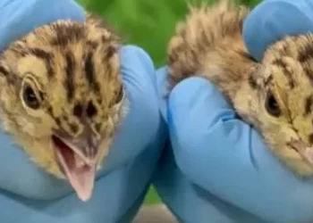 ¿Cómo sabe un sexador de pollos si el urogallo es macho o hembra?