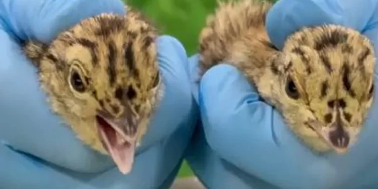 ¿Cómo sabe un sexador de pollos si el urogallo es macho o hembra?