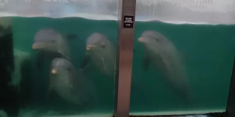Indignación por delfines en el Aquarium: Montenegro reaccionó tarde y expone la falta de controles municipales
