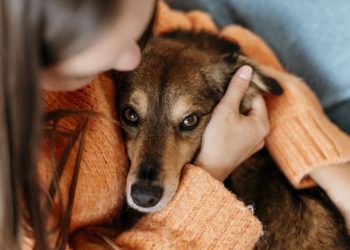 Criminal suelto: Alerta por mascotas envenenadas; cuáles son los barrios y las calles afectadas en la ciudad