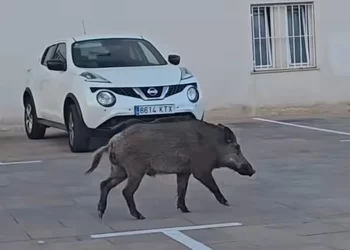 Vuelven los jabalíes a pueblos y playas valencianas y recurren a drones y caza nocturna