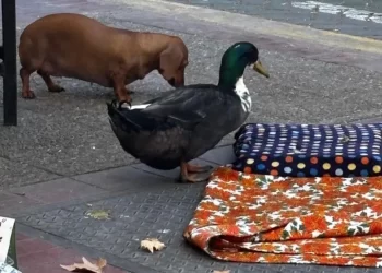 Absurdo final para el pato Juan: Encierro forzado apaga la alegría de Mendoza. Intendente sin huevos de Pato