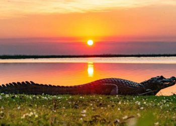 Un perfil exportador que sufre por el dólar y la caída de la construcción