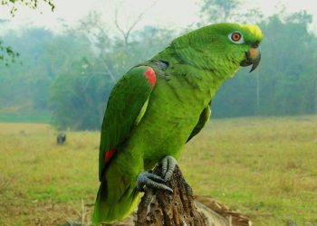 Que se vayan a la Moncloa de su hermana