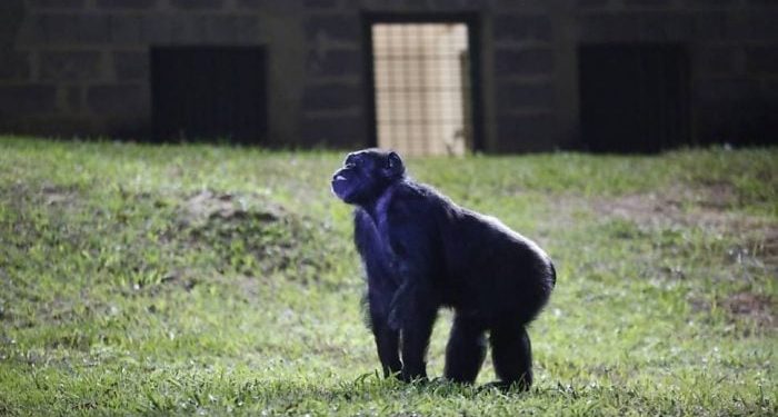 🤦🏻‍♀️Una diputada mendocina propuso una ley para declarar a los animales como seres sintientes y sujetos de derecho