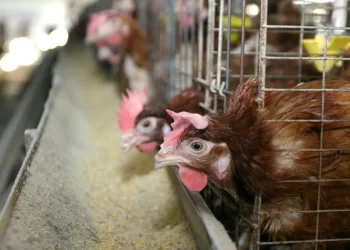 Nuevo foco de gripe aviar en Valladolid obliga a sacrificar a otras 315.000 gallinas