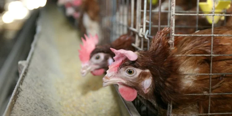 Nuevo foco de gripe aviar en Valladolid obliga a sacrificar a otras 315.000 gallinas