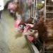Nuevo foco de gripe aviar en Valladolid obliga a sacrificar a otras 315.000 gallinas