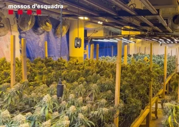 Mossos detectan furgoneta con restos de marihuana que los lleva a desmantelar una organización que distribuía droga por toda Europa