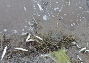 Muy peligroso: Denuncian irregularidades en informe oficial por muerte masiva de peces en dique sanjuanino