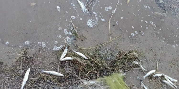 Muy peligroso: Denuncian irregularidades en informe oficial por muerte masiva de peces en dique sanjuanino