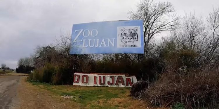 Dolor animal: Operativo sin precedentes para rescatar 62 felinos y dos osos del ex zoológico de Luján, clausurado por maltrato animal.