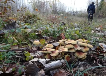 Lluvias y suaves temperaturas alientan una campaña de setas que se veía «perdida»