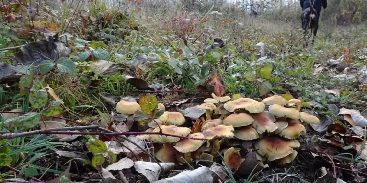 Lluvias y suaves temperaturas alientan una campaña de setas que se veía «perdida»