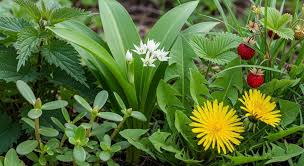 Las plantas silvestres son «tesoros» gastronómicos «caídas en desuso»