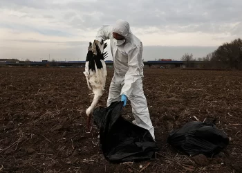 Madrid confirma brotes de gripe aviar tras muerte masiva de cigüeñas en el Manzanares