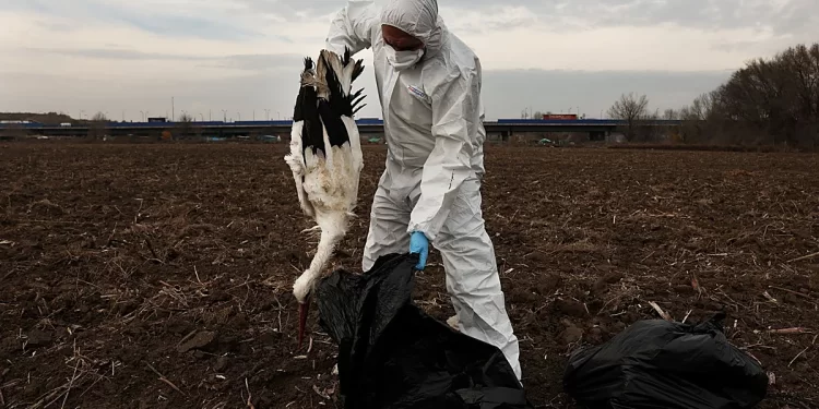 Madrid confirma brotes de gripe aviar tras muerte masiva de cigüeñas en el Manzanares