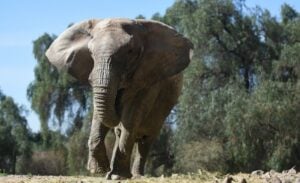 Fugazzotto pone en aprietos al Ejecutivo por la muerte de la elefanta Kenya